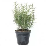 Zeytin Çiçeği Renk Biberiye Fidesi 10-20 cm