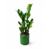 ZEZE ÇİÇEĞİ - ZAMİA YEŞİL SERAMİK SAKSIDA 40-50 CM
