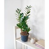 Zeze Çiçeği Zamia Zamioculcas Zamiifolia İç Mekan Bitkisi