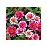 Zinnia Çiçeği Tohumu (Kirli Hanım) - 5 Tohum