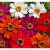Zinnia Çiçeği Tohumu ( Mini Çiçekli, Kirli Hanım ) Karışık Renkli - 5 Tohum