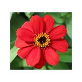 Zinnia Çiçeği Tohumu - Mini Çiçekli, Kirli Hanım, Kırmızı - 5 Adet