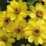 Zinnia Çiçeği Tohumu ( Mini Çiçekli, Kirli Hanım ) Sarı Kırmızı Renkli - 5 Tohum