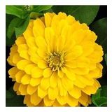 Zinnia Kirli Hanım Çiçeği Çiçek Tohumu 1 PAKET (30 Adet)