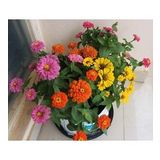 ZİNNİA TOHUMU( zinnia elegans) SAKSI TOPRAK SETİ