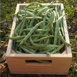 Ziraat Ayşe Sırık 4F89 Fasulye Tohumu (25 gram)