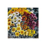 Ziraat Evim 20 Adet Meramlı Kız Tohumu Koyun Gözü Tohumu (Gazania Splendens) Çiçek Tohumu