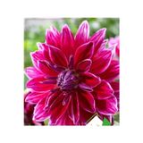 Ziraat Evim 30 Adet Yıldız Çiçeği (Dahlia) Çiçek Tohumu