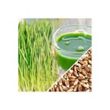 Ziraat Evim Buğday Çimi Tohumu 500 gram Buğday Çim Tohumu Çimlendirmelik Buğday