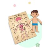 Zoziva Insan Vücudunu Öğreniyoruz, Iç Organlar Montessori Eğitici Ahşap Puzzle Oyuncağı, Doktorculuk Oyunu