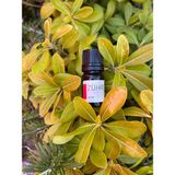 Zühre Therapy Aşk İksiri Uçucu Yağ Karışımı – Ylang Ylang & Patchouli |