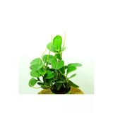 Zümrüt Dalgası Bitkisi - Peperomia
