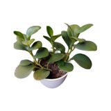 Zümrüt Dalgası Çiçeği 1 Adet Saksılı Sarmaşık Bitki 10-30cm Peperomia
