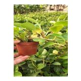 Zümrüt Dalgası Çiçeği Fidanı 1 Adet Saksılı Sarmaşık Bitki 15-30cm Peperomia