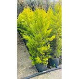 1.50 Cm Limon Servi Çam Fidanı