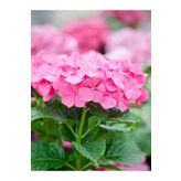 1 Adet Pembe Ortanca Çiçeği Fidanı 30-40 Cm Tüplü Çiçekli Bodur Bitkiler Hydrangea