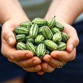 10 Adet Cüce Cucamelon (Salatalık) Tohumu