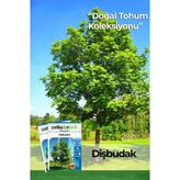 10 Adet Dişbudak Ağaç Tohumu