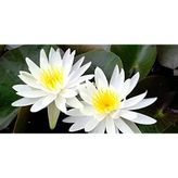 10 ADET NİLÜFER LOTUS ÇİÇEĞİ TOHUMU