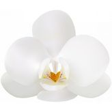 10 Adet Phalaenopsis Beyaz Orkide Tohumu