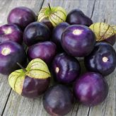 10 Adet Purple Domates Tohumu
