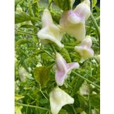 10 Adet White Baccatum Premium Biber Tohumu