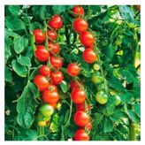 100 Adet Cherry Domates Tohumu