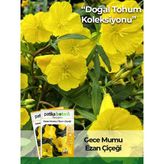 100 Adet Ezan Çiçeği Tohumu (Oenothera)