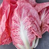 100 Adet İthal Pembe Marul Tohumu