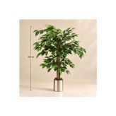 100 Cm Metal Saksı Da Benjamjn Agacı