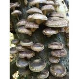100 Gram Şitake (Schiitake) Mantar Tohumu