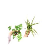 2 Adet Itır Çiçeği+ Kurdele Çiçeği Seti (5-15 Cm) Dış Mekan Bitkileri, BTSNU2102202430
