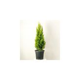 2 Adet Limoni Servi, Limon Çam 35-40 cm