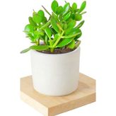2 Adet Seramik Saksıda Crassula Ovata Para Çiçeği
