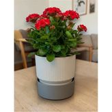 2 Litre Ixora 15 Plastik Saksı Tabaklı Dekoratif Çiçek Saksısı Modern Bitki Saksısı Ev Ofis Balkon Gri