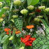 20 Adet Aji Cachucha Biber Tohumu
