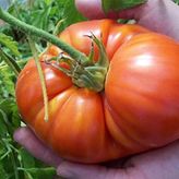 20 Adet Beefsteak Domates Tohumu