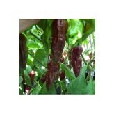20 Adet Black Naga Biber Tohumu