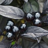 20 Adet Black Pearl Acı Biber Tohumu
