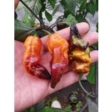 20 Adet Black Phantom Orange Black Biber Tohumu