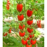 20 Adet Cherry Domates Tohumu