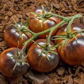 20 Adet Chestnut Chocolate Domates Tohumu