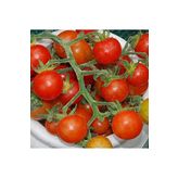 20 Adet Hawaiian Currant Domates Tohumu