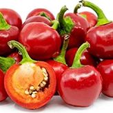 20 Adet Red Sweet Cherry Biber Tohumu