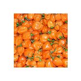 20 Adet Turuncu Habanero Acı Biber Tohumu