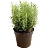 3 Lü Bitki Fidan Çiçek Seti 10-20 cm