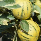 3 Yaş Alaca Limon Fidanı