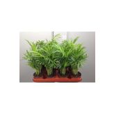 30-40 cm Chamaedorea Elegans