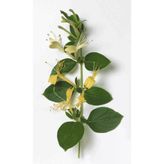 3'Lü Hanım Eli Hanımeli Çiçeği Fidanı 10-20 Cm