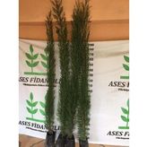 4 ADET 200 CM ÜSTÜ KARA SELVİ FİDANI
